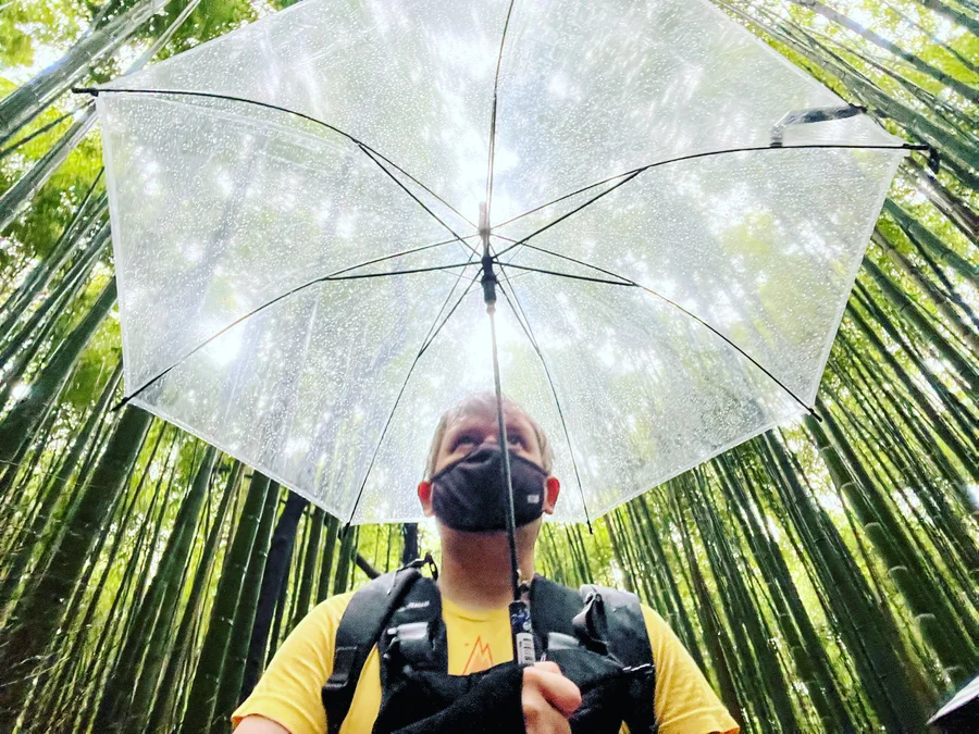 Looking up at a person holding a clear umbrella in a bamboo forest, rain drops visible on the canopy